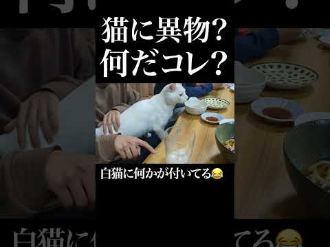【悲報】愛猫の体に謎の異物が付着していました… #保護猫 #猫 #猫のいる暮らし