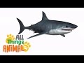 Exploring the World of Sharks