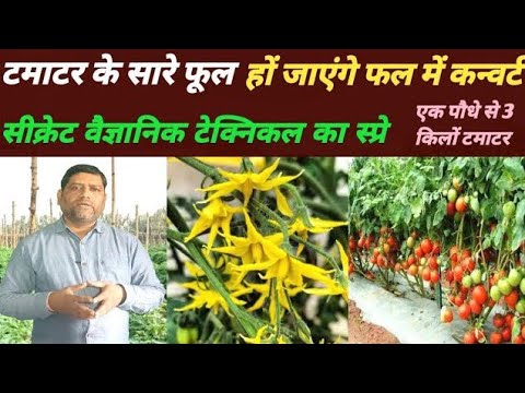 टमाटर tomato के सारे फूल हों जाएंगे फल में कन्वर्ट, सीक्रेट वैज्ञानिक टेक्निक, ज्यादा उपज।।