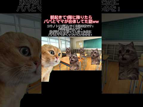【猫ミーム】朝起きて1階に降りたらパパとママが合体してた話ww #shorts #猫ミーム #猫 #猫マニ #実話