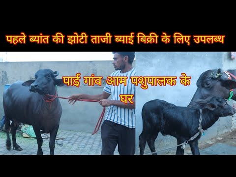 पहले ब्यांत की झोटी ताजी ब्याई बिक्री के लिए गांव पाई आम पशुपालक के घर ( 9729854298)