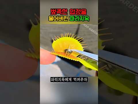 파리지옥에게 이상한 걸 먹였더니..