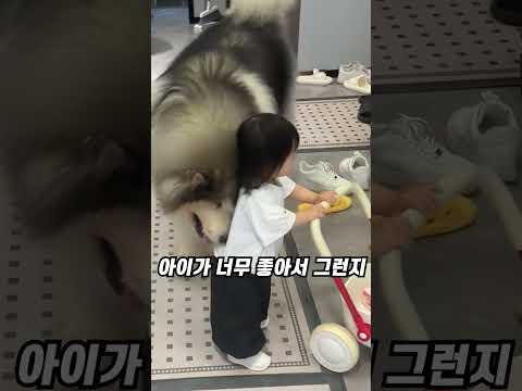자기가 몸집이 작은줄 아는 댕댕이