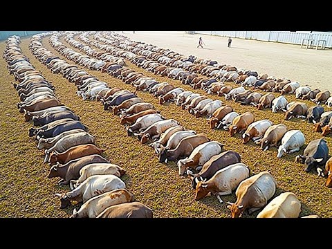 تركوا آلاف الأبقار في جزيرة بدون طعام.. ما حدث بعدها لا يصدق!