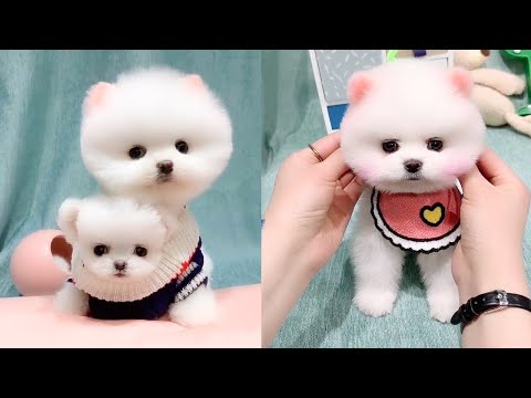 Cute and Funny Pomeranian Videos 137 #Shorts