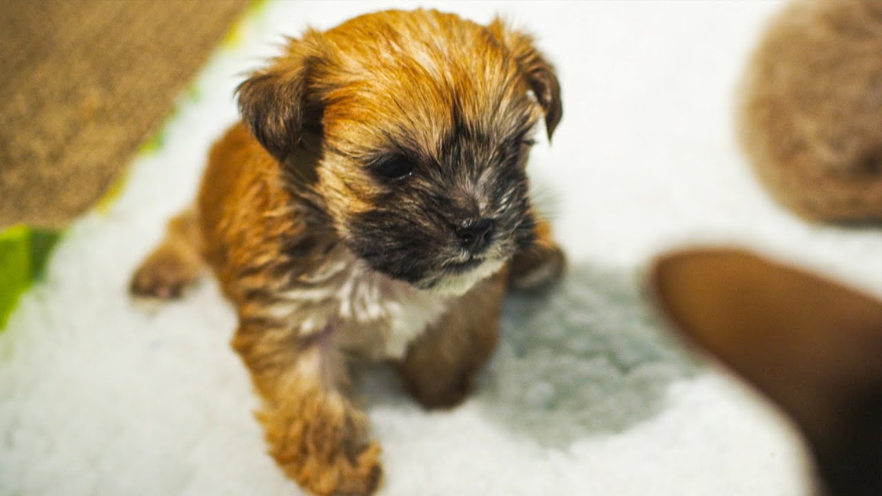 Puppy Adopted By Cat Mother Pets Wild At Heart BBC Earth