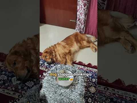 Dog not drinking water? Try this EASY fix | Golden Retriever | Hack | DIY | Pet Parents #shorts