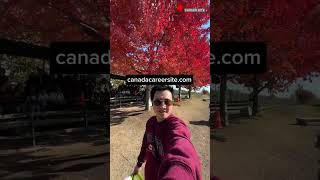 🇨🇦 Apple Grapes Pickers to Canada | canadacareersite.com