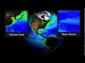 Phytoplankton and Gulf Ecosystems