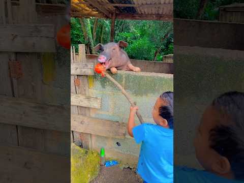 Técnica para alimentar porcos #fyp #viral #shorts #shortvideo