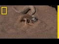 Desert Adaptations of Namibian Wildlife