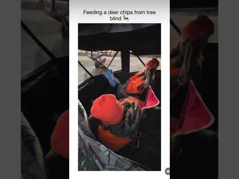 DEER EATS POTATO CHIPS FROM BLIND #hunting #deer #funny #meme #memes #hilarious #nature #hunter #wow