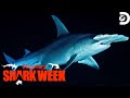 Shark Research and Behavior