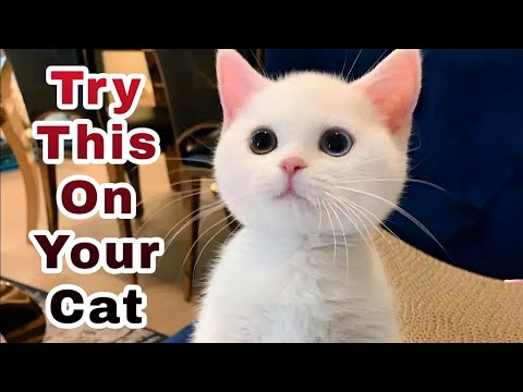 Cat Sounds to attract Cats (2) 🐈🐾 | Cat Sound | Cat Voice