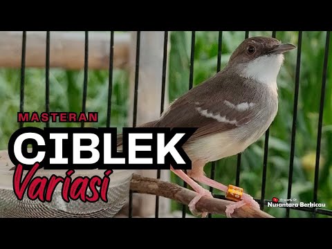 Masteran Ciblek Bren Ak47 Rapet Untuk Masteran Ciblek Bahan