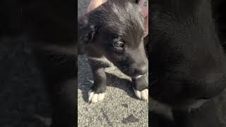 Almost Picked up This Border Collie / Black Lab Puppy. Wish Kali was better with other pets. #dog