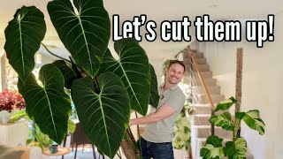 Cutting up my Biggest Plants