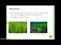 Ecosystem Roles and Energy Flow