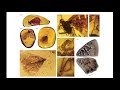 Amber and Its Paleontological Significance