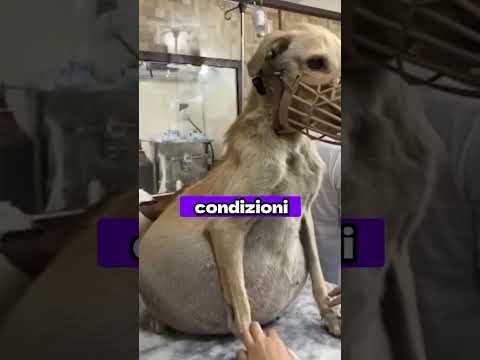 Questo CANE non partorisce dei CUCCIOLI NORMALI ๐ณ๐ฑ