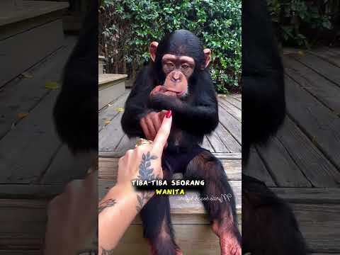 simpanse yang di adopsi seorang gadis‼️ #animal #shorts #trending