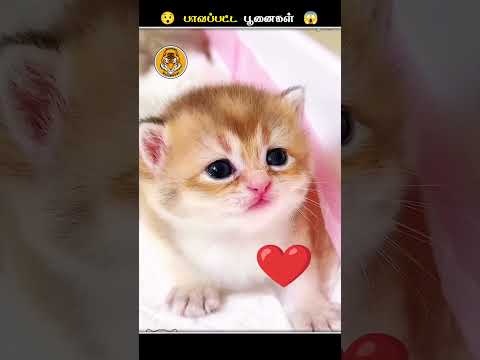 பூனைகளோட கண்கள்ல எதனால இத Apply பண்றாங்க.!? || Cat Eye Ointment || Animal Voiceover Tamil