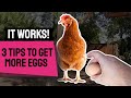 Chicken Egg Production and Feed Solutions