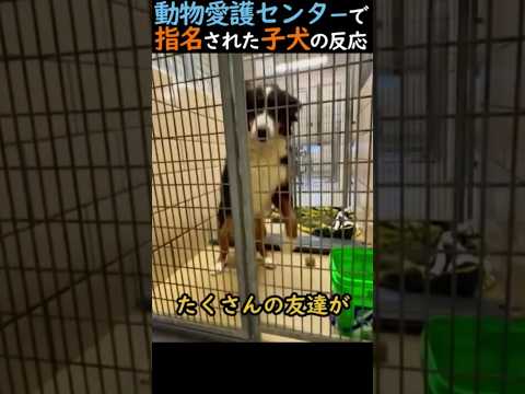 動物愛護センターで指名された子犬の反応