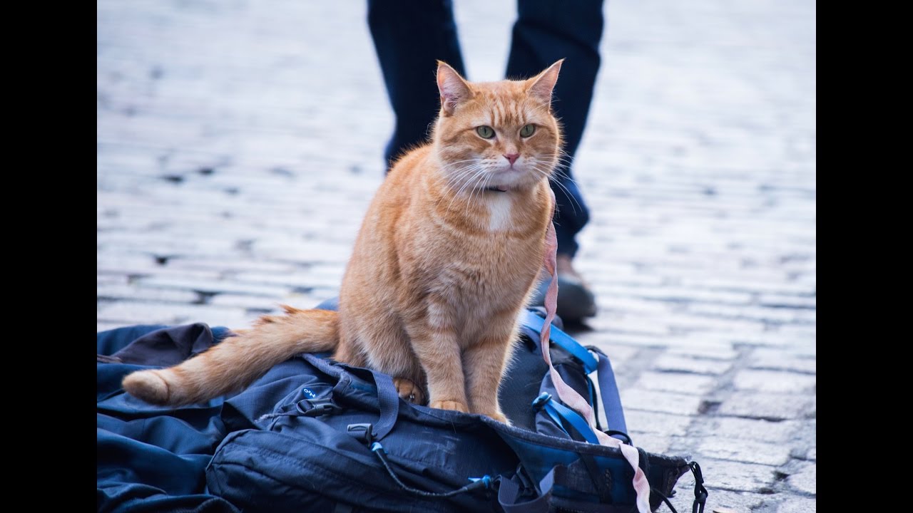A Street Cat Named Bob Trailer thumbnail