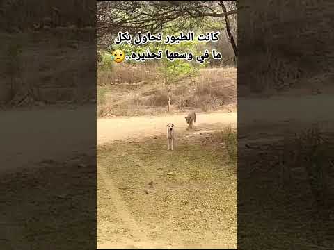 سبحان الله الطيور تحذر الكلب ⚠️ من هجوم نمر !! لكن النهايه 😭😱؟ #اكسبلور #معلومات_عامة ✅ 🤔