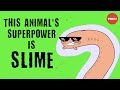 Hagfish: Nature's Slime Masters