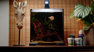 Easy Betta tank setup - Works right out of the box!