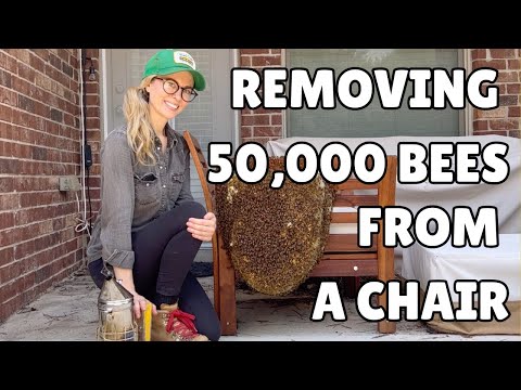 How I Removed 50,000 Bees from a Chair