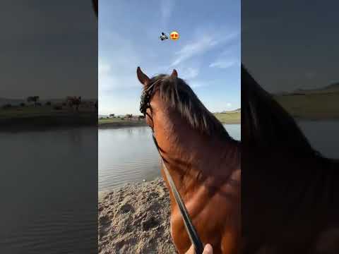 #horse #equestrian #animals #usa #mountains #automobile