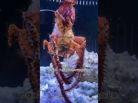 一覺起來寄居蟹只剩下殼了？ 原來只是虛驚一場#Shorts