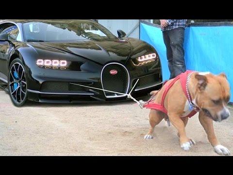 أقوى سلالات الكلاب و أكثرها خدمة للبشر
