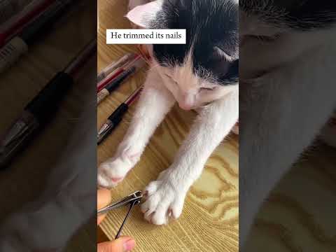 The man saw an abandoned cat at the entrance of his house and then... #kitten #rescue