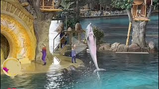 عرض #الدلافين مباشر من عالم البحار #ابوظبي Sea_world#