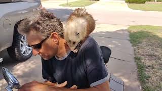 opossum man! with his pet possum.