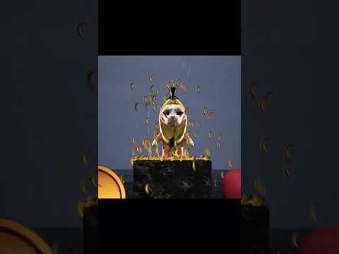 Choose Money or Love RTX13% #bananacat  #meme