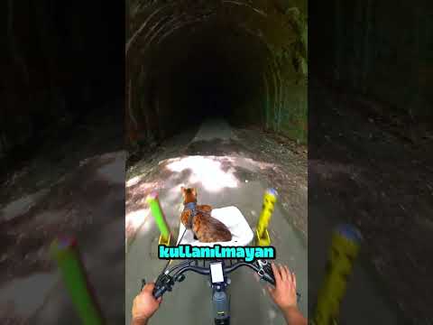 Bu Kedi Şehirde Bisikletle Geziyor! Ama Onu Durdurabilecek Hiçbir Şey Yok 🚲🐾