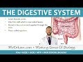 Exploring the Human Digestive System