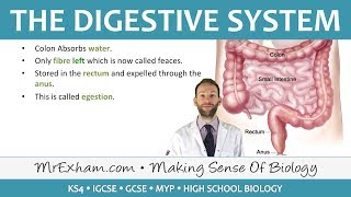The Digestive System | Biology