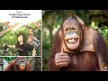 Orangutan Facts and Conservation