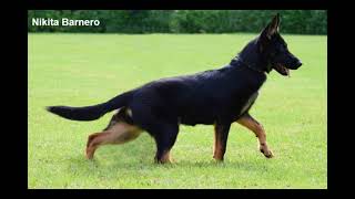 Harterhund German Shepherd Promo