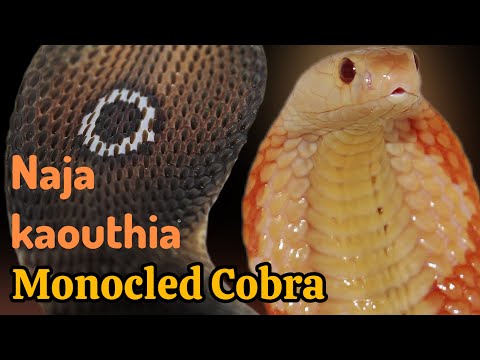Naja kaouthia (Monocled Cobra) | Species Spotlight