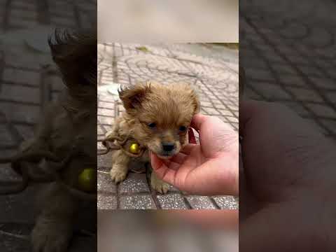 Lucky puppy was saved by man #rescue #rescueanimals #animals #animalsoftiktok #rescuedog