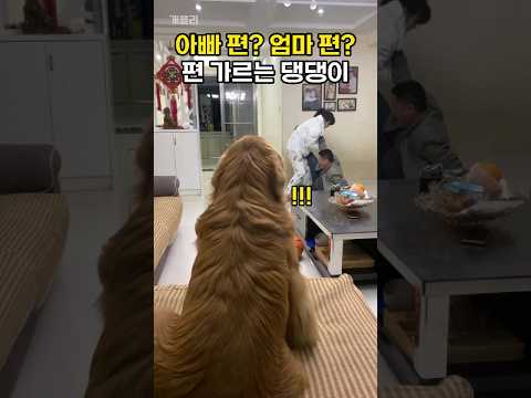 아빠 편이야? 엄마 편이야? 편가르기 하는 댕댕이