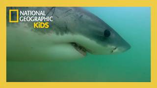 Return of the White Shark Full Episode | @natgeokids