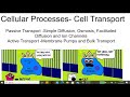 Exploring Passive Transport Mechanisms